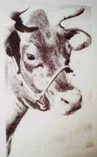 cow (3).jpg